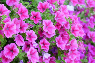 Pink petunia flowering plants